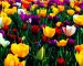 spring-wallpapers-hd-download-free